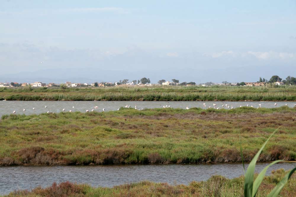 110517-delta-ebre-sud-048.jpg