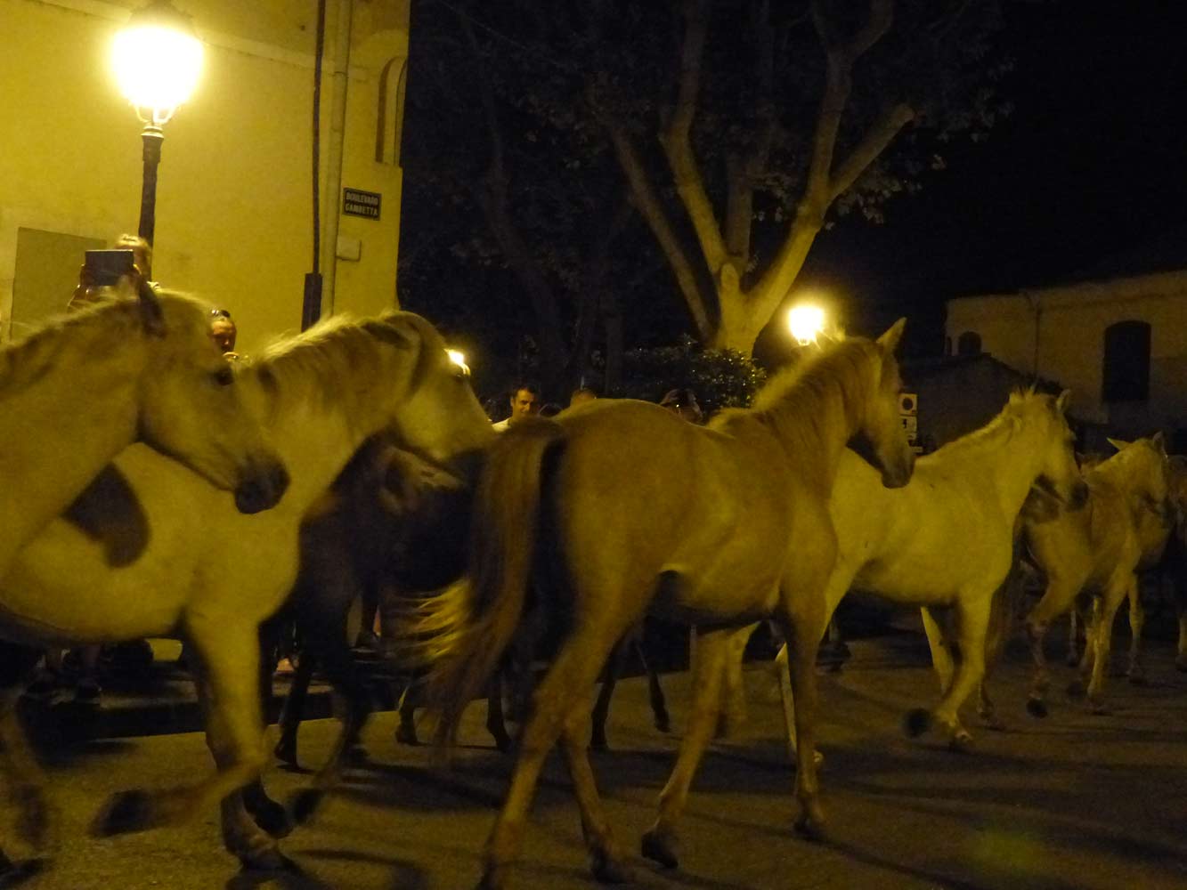 140817-chevaux-628.jpg